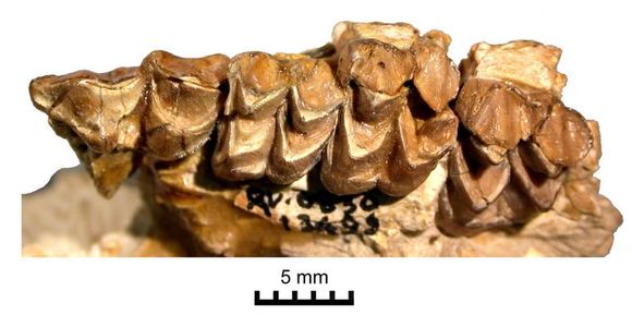 Image of Leptoreodon leptolophus Golz 1976