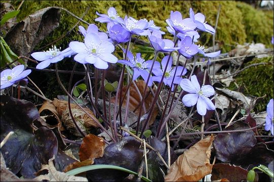 Image of American liverleaf