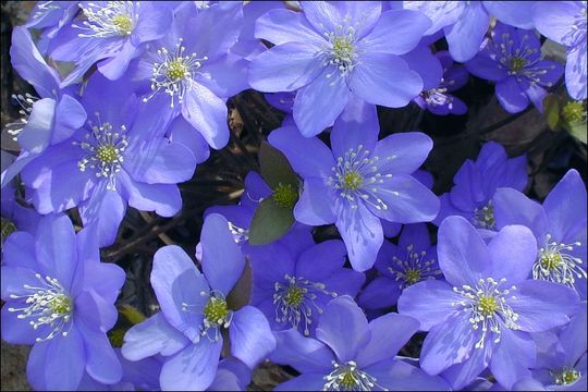 Слика од Hepatica nobilis Schreb.