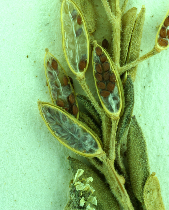 صورة Draba californica (Jeps.) Rollins & R. A. Price