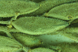 صورة Draba californica (Jeps.) Rollins & R. A. Price