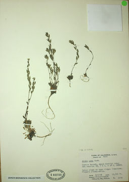 Image of cushion draba