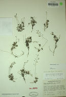 Draba cruciata Payson resmi