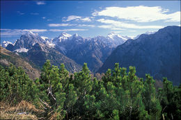 Image of Mountain Pine