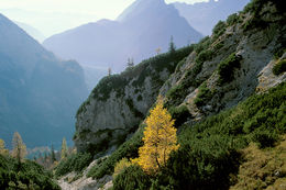 Image of Mountain Pine