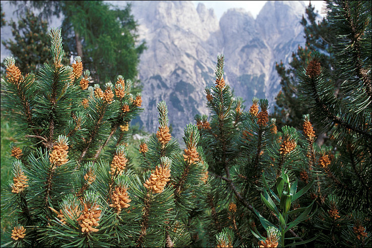 Image of Mountain Pine