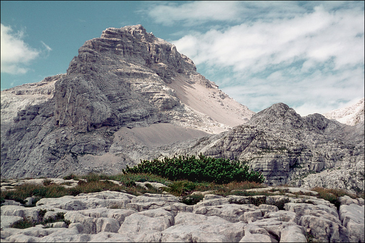 Image of Mountain Pine