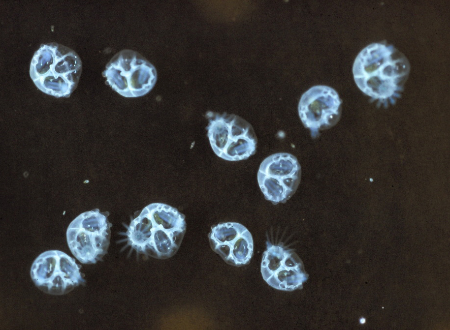 Sivun Membranipora membranacea (Linnaeus 1767) kuva