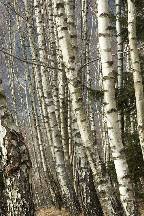 Image of <i>Betula <i>pendula</i></i> var. pendula