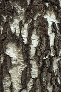 Image of <i>Betula <i>pendula</i></i> var. pendula