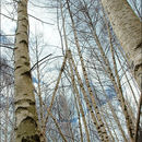 Image of <i>Betula <i>pendula</i></i> var. pendula