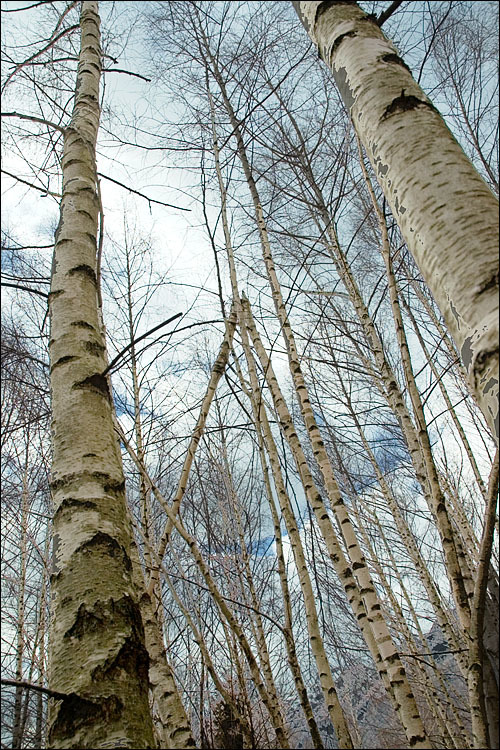 Image of <i>Betula <i>pendula</i></i> var. pendula