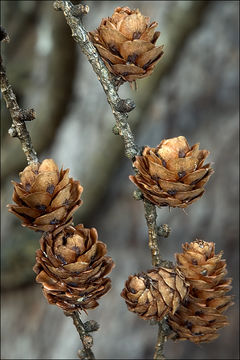 Plancia ëd Larix decidua Mill.