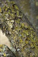 Image of Cornelian cherry dogwood