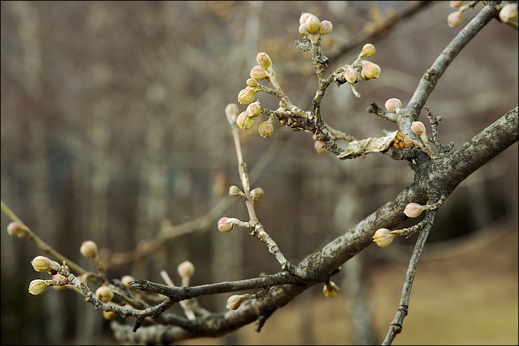 Image of Cornelian cherry dogwood