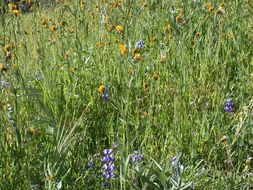 Image of Eastwood's fiddleneck