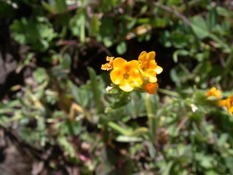 Image of Eastwood's fiddleneck