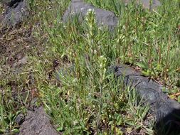 Image of attenuate Indian paintbrush