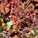 Image of Mossy Stonecrop