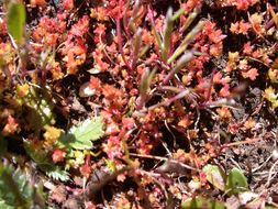 Image of Mossy Stonecrop