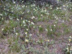 Image of Erythronium multiscapideum (Kellogg) A. Nelson & P. B. Kenn.