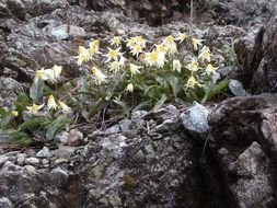 Image of Erythronium multiscapideum (Kellogg) A. Nelson & P. B. Kenn.