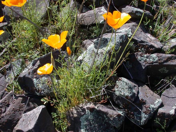 Image of tufted poppy