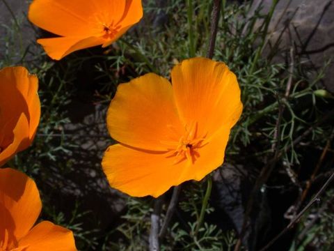 Image of tufted poppy