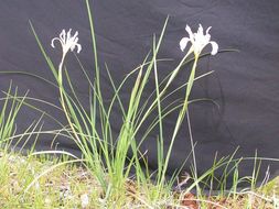 Image of bowltube iris