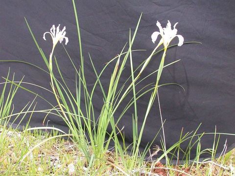 Image of bowltube iris