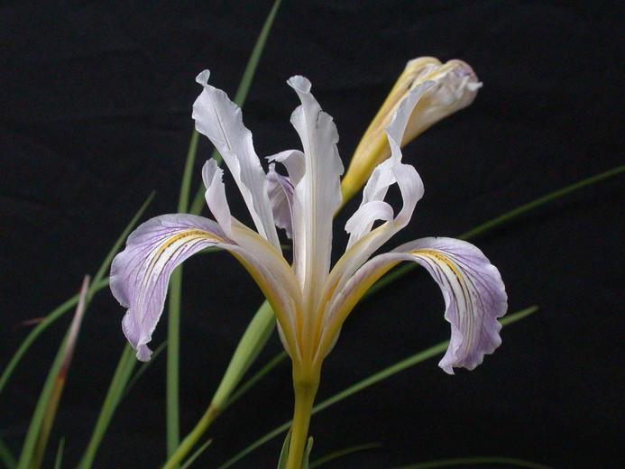 Image of bowltube iris