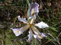 Image of bowltube iris