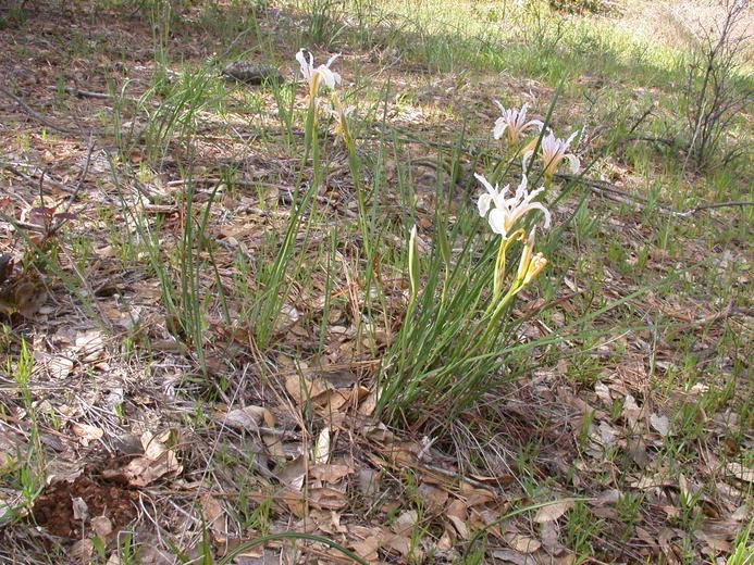 Image of bowltube iris