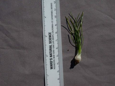 Image of Nuttall's Quillwort