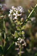 Image of California shieldpod