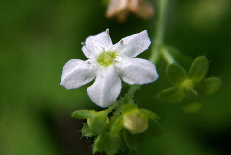 Image of white fiestaflower