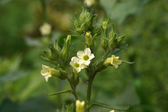 Image of desert tobacco,