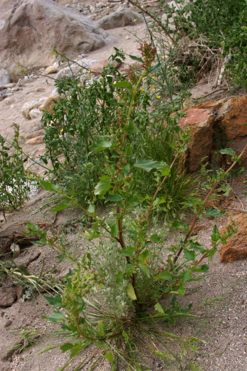 Plancia ëd Chenopodium berlandieri Moq.