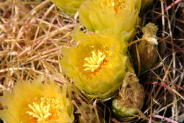 Plancia ëd Ferocactus cylindraceus (Engelm.) Orcutt