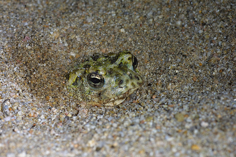 Image of Arroyo toad