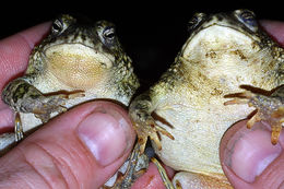 Image of Arroyo toad