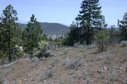 Image of Yreka phlox