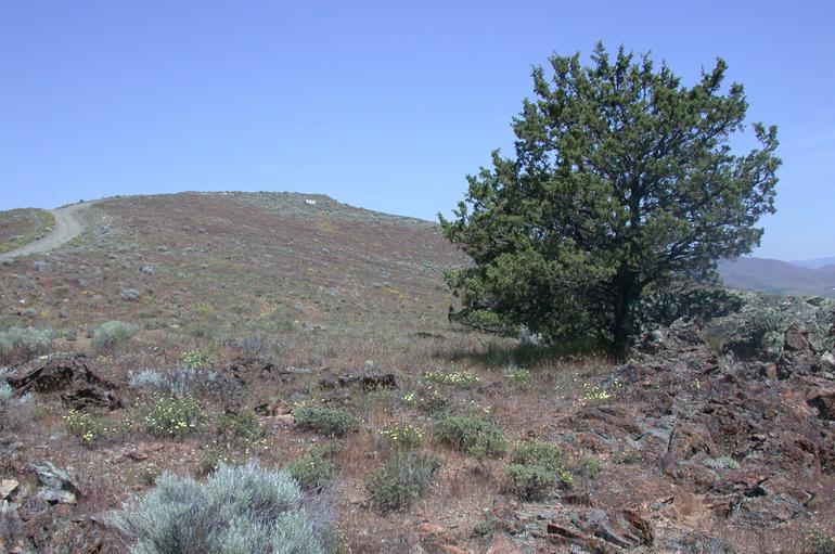 Image of Yreka phlox