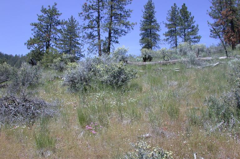 Image of Yreka phlox