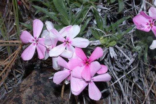 Image of Yreka phlox