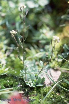 Image de Draba praealta Greene