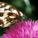 Image of Melanargia