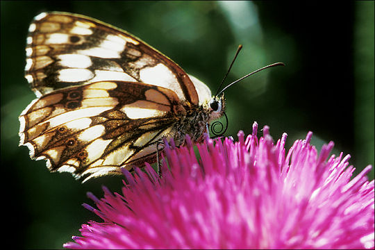 Imagem de Melanargia galathea Linnaeus 1758