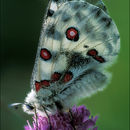 Parnassius apollo (Linnaeus 1758) resmi