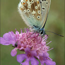 Image of common blue